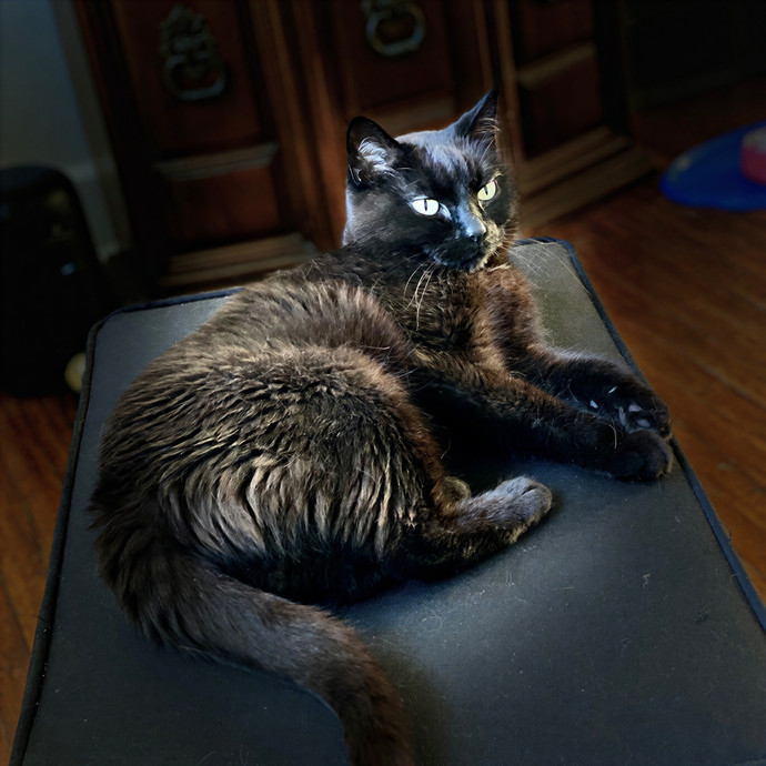 Paws  And Relax