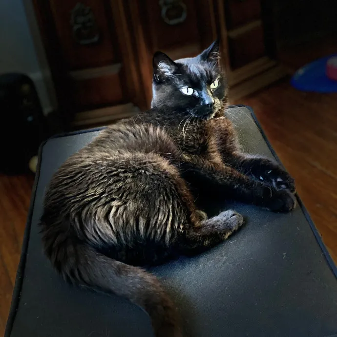 Paws  And Relax