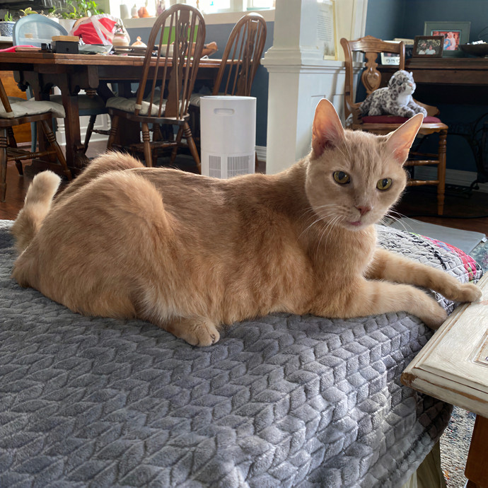 Paws  And Relax