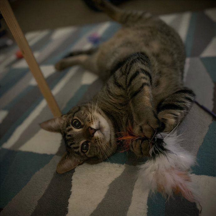 Paws  And Relax