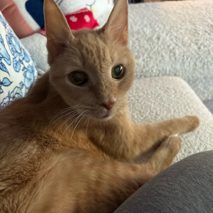 Paws  And Relax