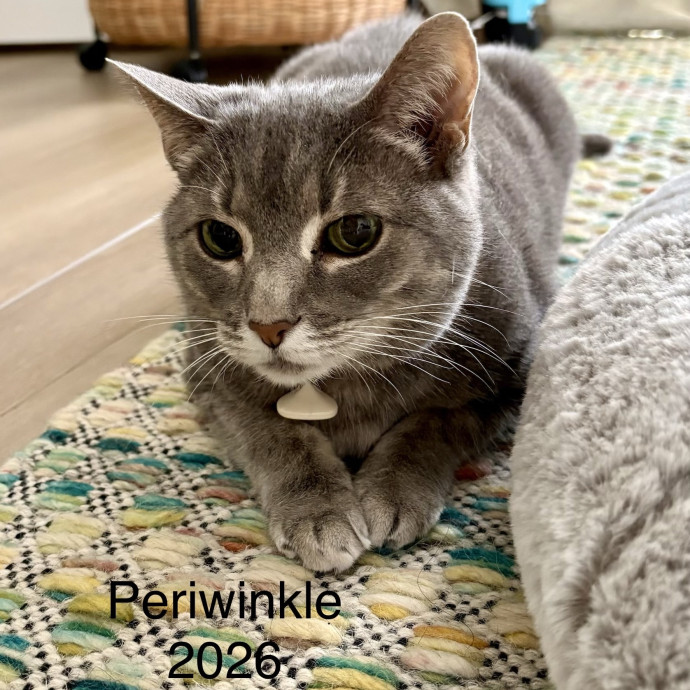 Paws  And Relax