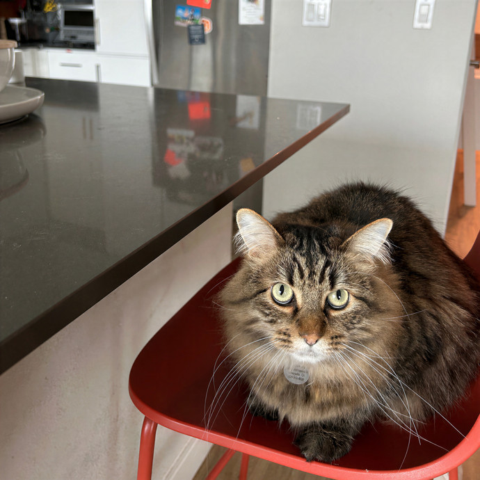 Sophia's Purrecious Catcare
