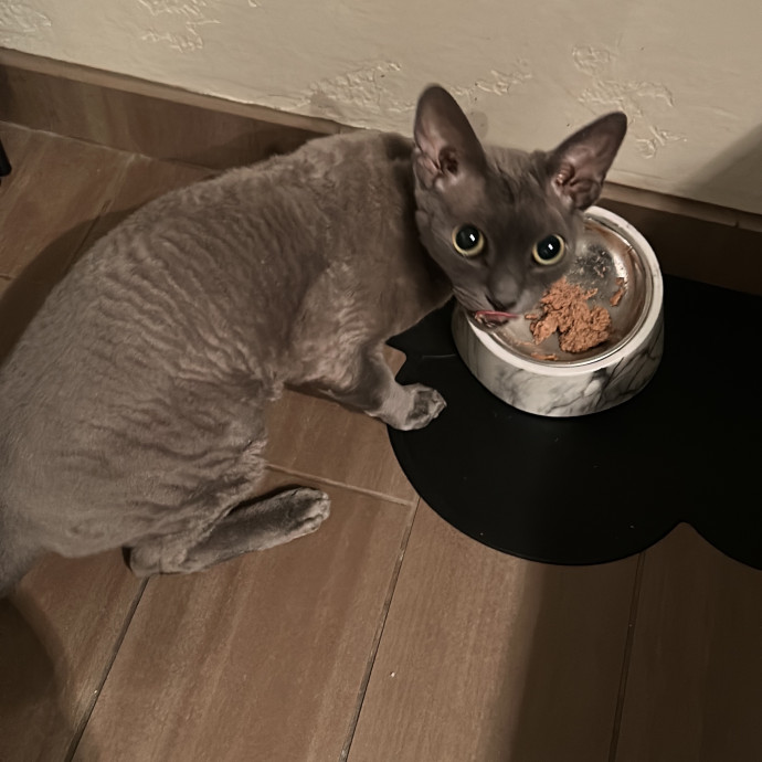 Sophia's Purrecious Catcare