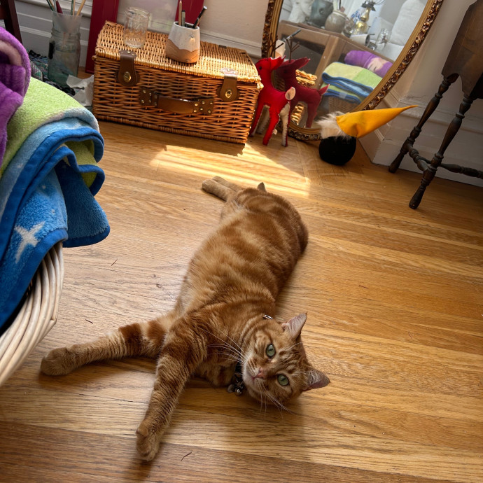 Sophia's Purrecious Catcare