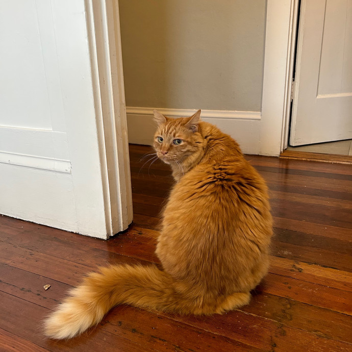 Sophia's Purrecious Catcare