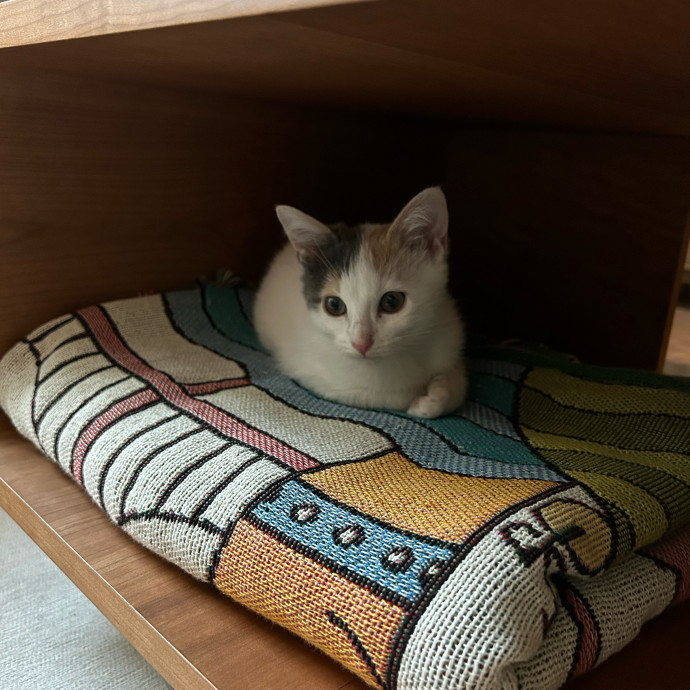 Sophia's Purrecious Catcare