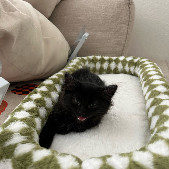 Sophia's Purrecious Catcare photo 3