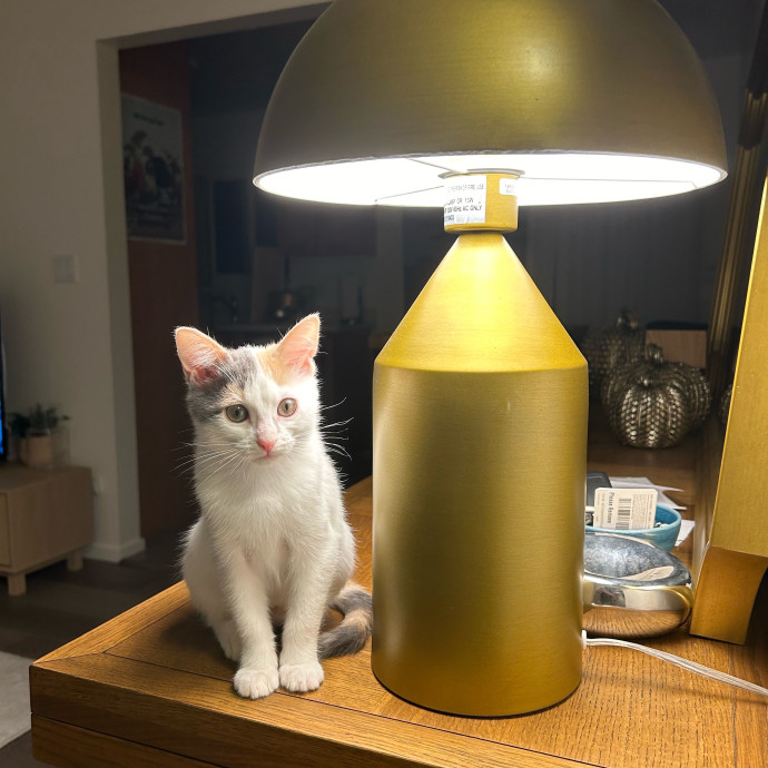 Sophia's Purrecious Catcare photo 2