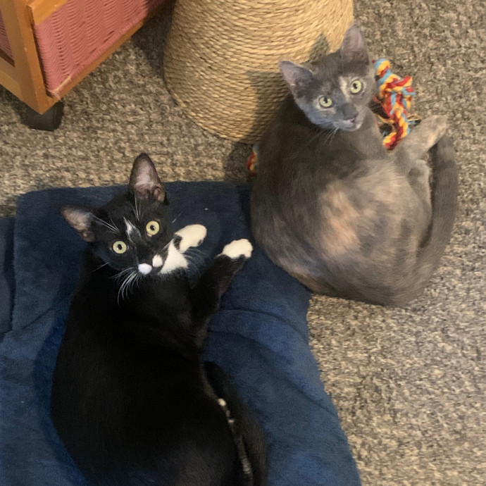 Ashley - Your Fastidious Feline Friend
