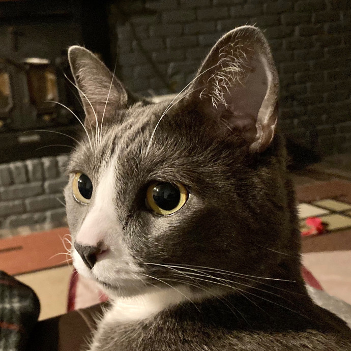 Ashley - Your Fastidious Feline Friend photo 3