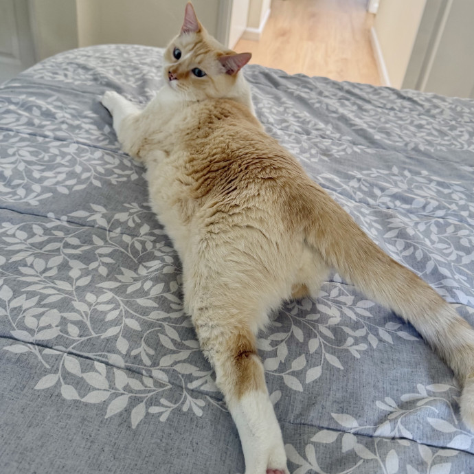 Devoted Cat Mom Of Four