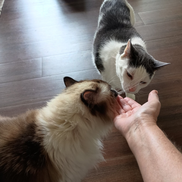 Loving Care For Your Companion photo 2