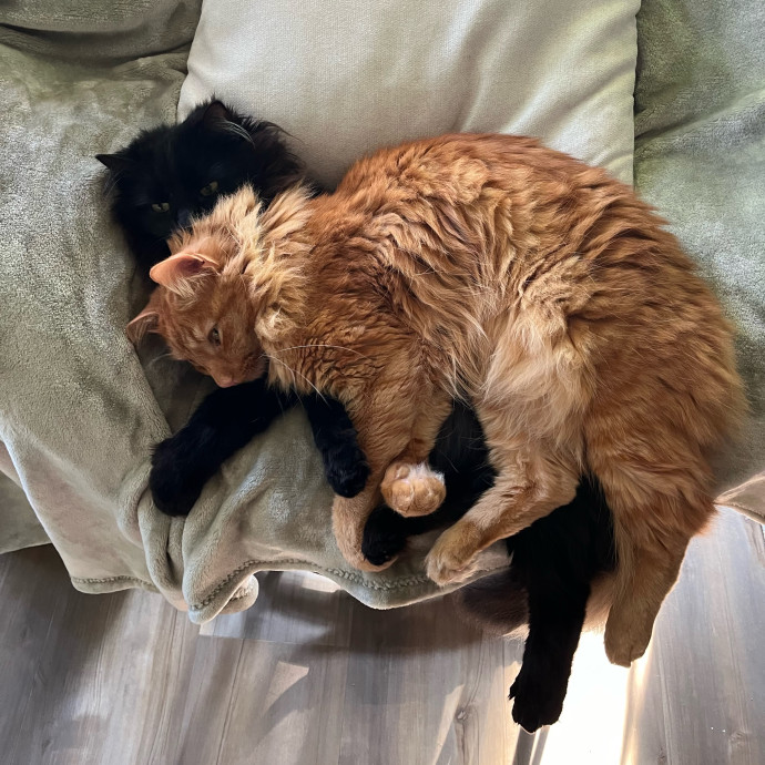 Kitty Comfort photo 2