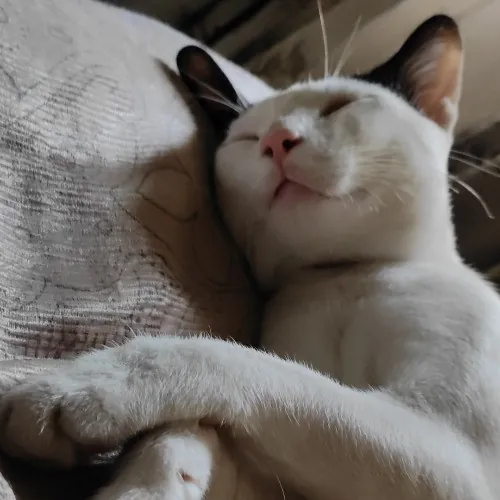 The Purr-Fect Guardian Your Cats' Ultimate Care Companion