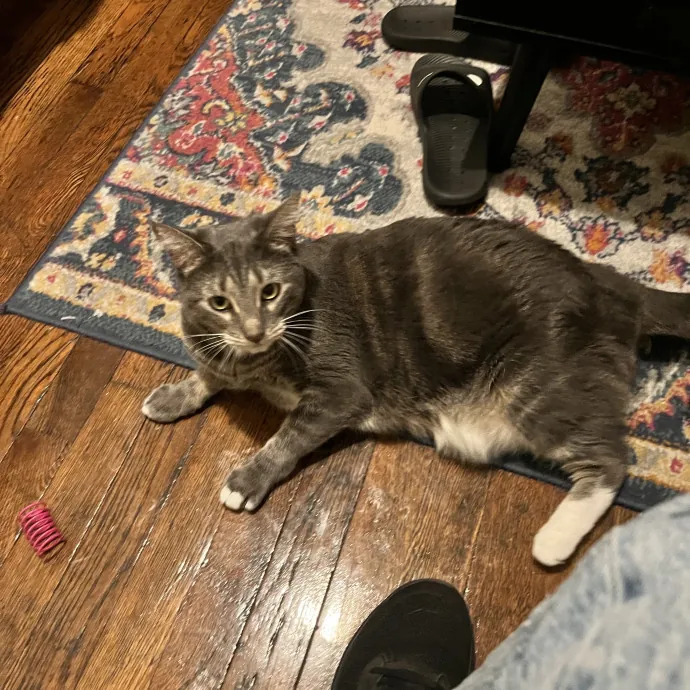 The Purr-Fect Guardian Your Cats' Ultimate Care Companion