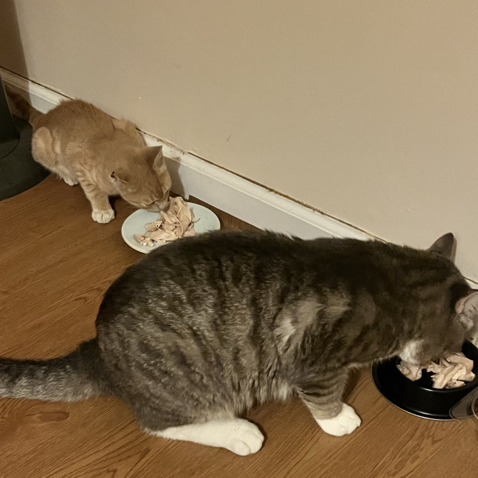 The Purr-Fect Guardian Your Cats' Ultimate Care Companion