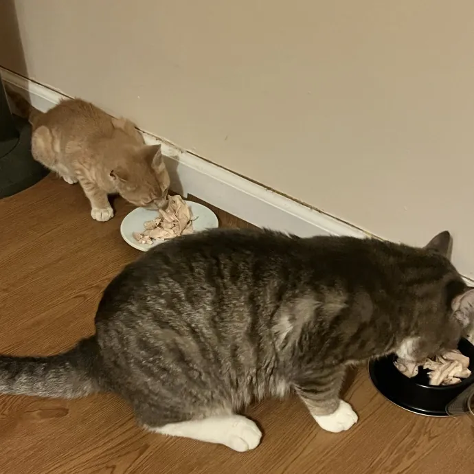 The Purr-Fect Guardian Your Cats' Ultimate Care Companion