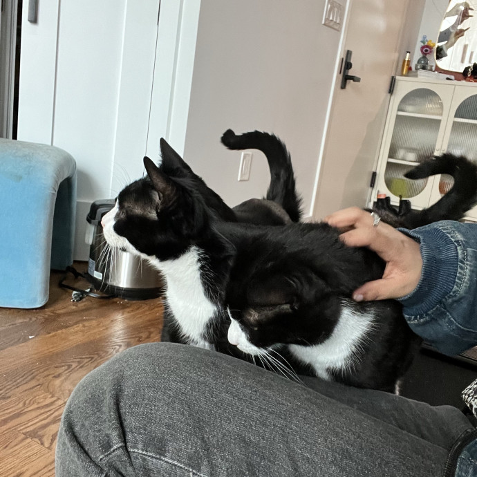 The Purr-Fect Guardian Your Cats' Ultimate Care Companion