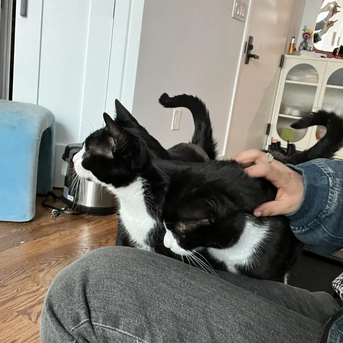 The Purr-Fect Guardian Your Cats' Ultimate Care Companion photo 4