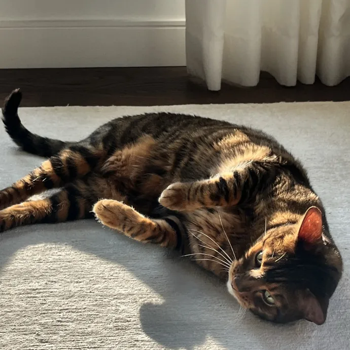 The Purr-Fect Guardian Your Cats' Ultimate Care Companion photo 3