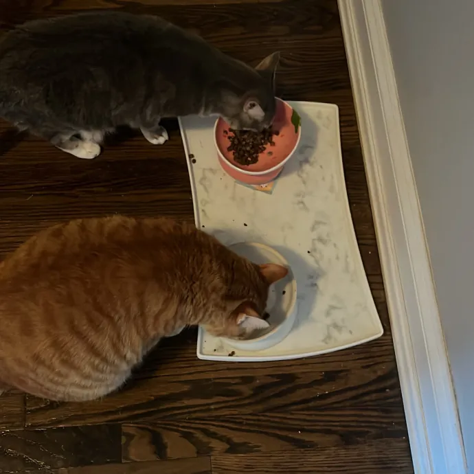 The Purr-Fect Guardian Your Cats' Ultimate Care Companion photo 2