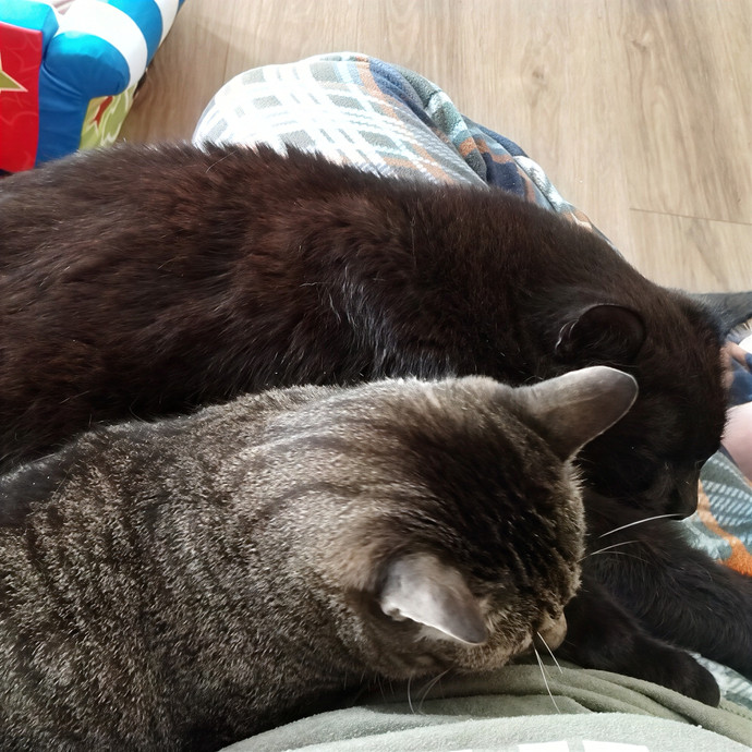 Enjoy Every Meowment