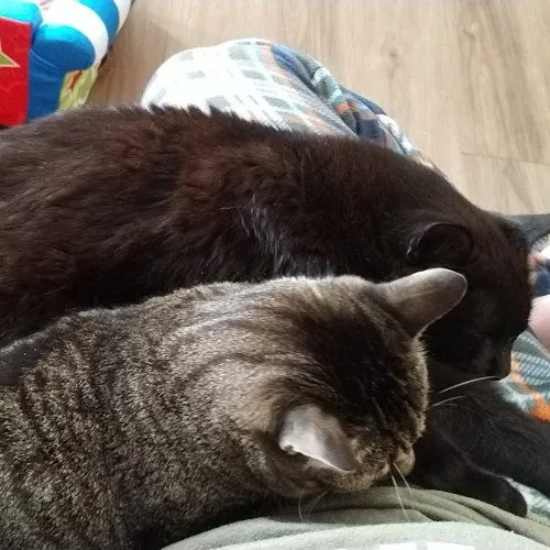 Enjoy Every Meowment Purrs Bailey
