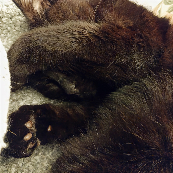 Enjoy Every Meowment
