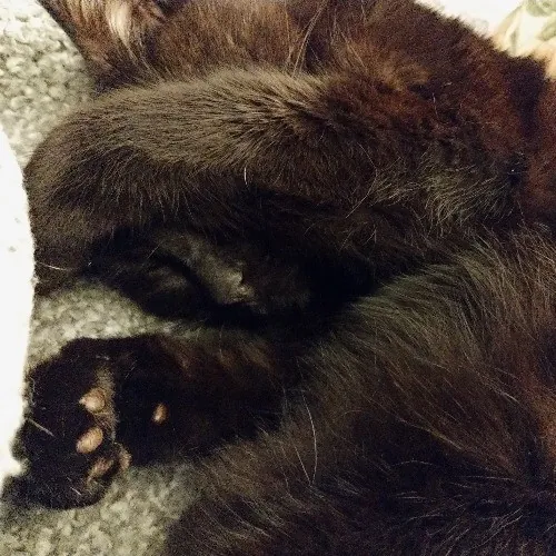 Enjoy Every Meowment Purrs Bailey