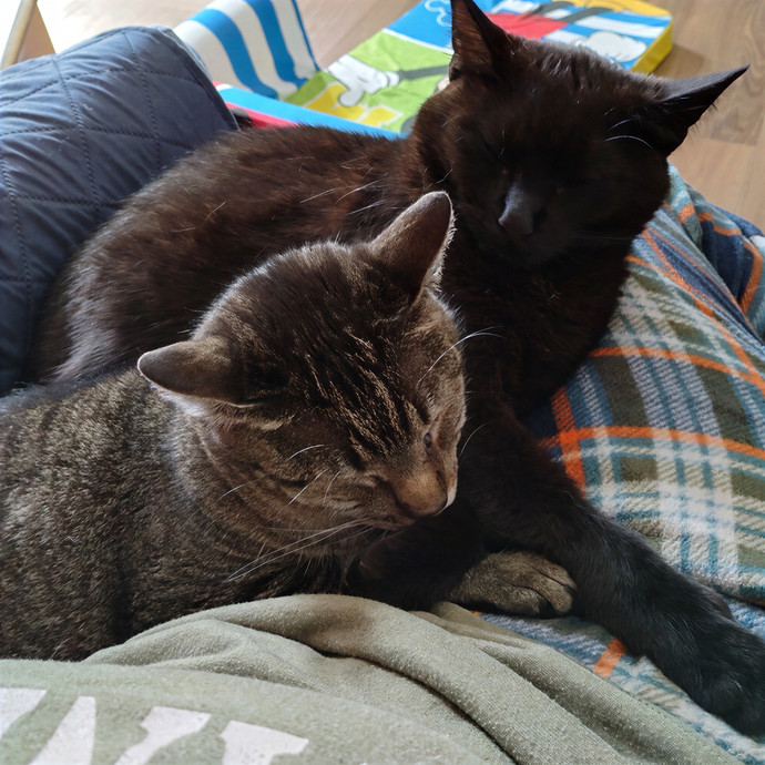 Enjoy Every Meowment
