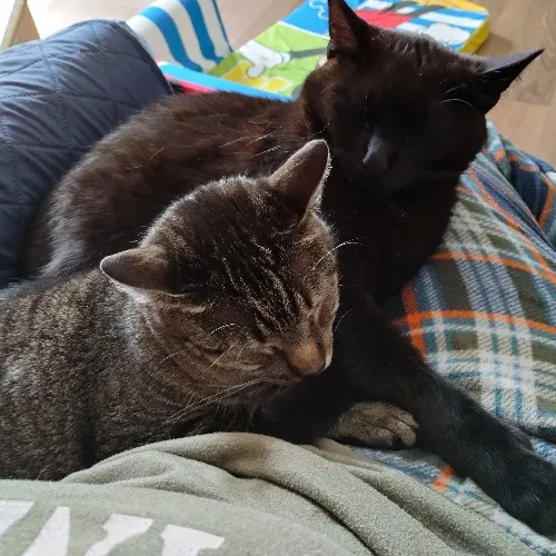 Enjoy Every Meowment Purrs Bailey