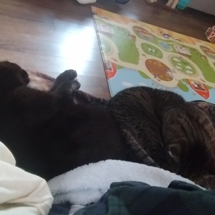 Enjoy Every Meowment
