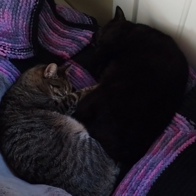Enjoy Every Meowment photo 3