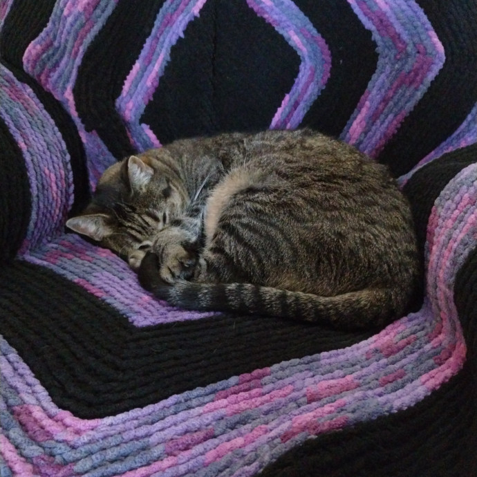 Enjoy Every Meowment photo 2