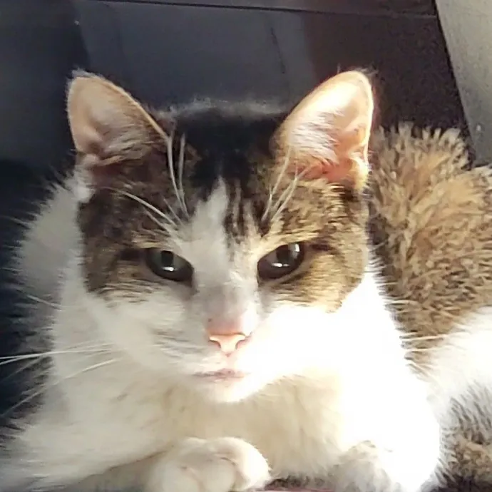 Purr-Fectly Friendly Feline Care