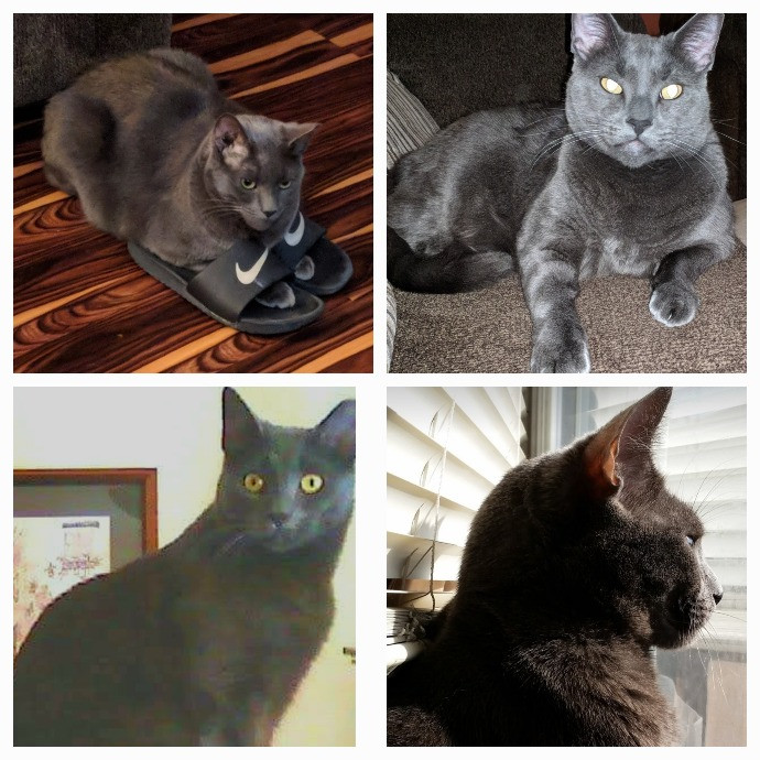 Purr-Fectly Friendly Feline Care