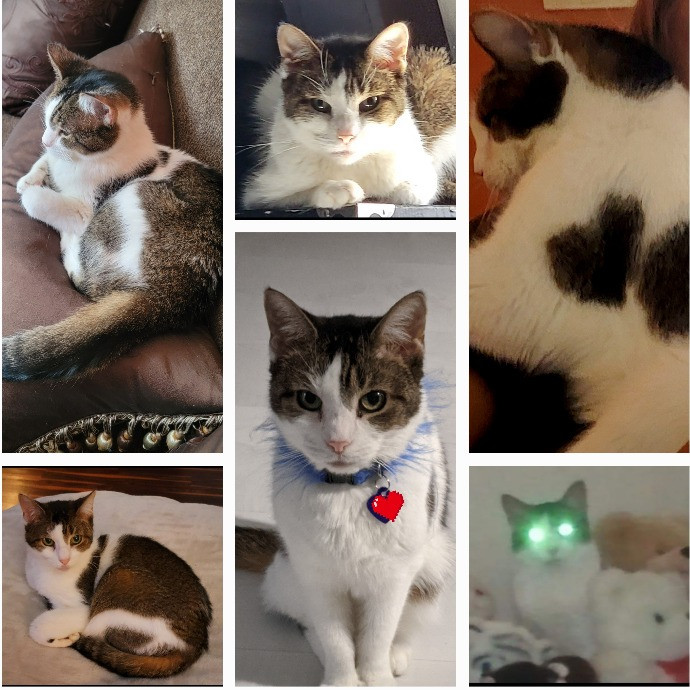 Purr-Fectly Friendly Feline Care