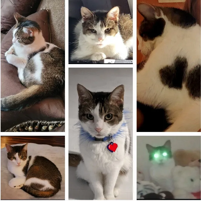 Purr-Fectly Friendly Feline Care