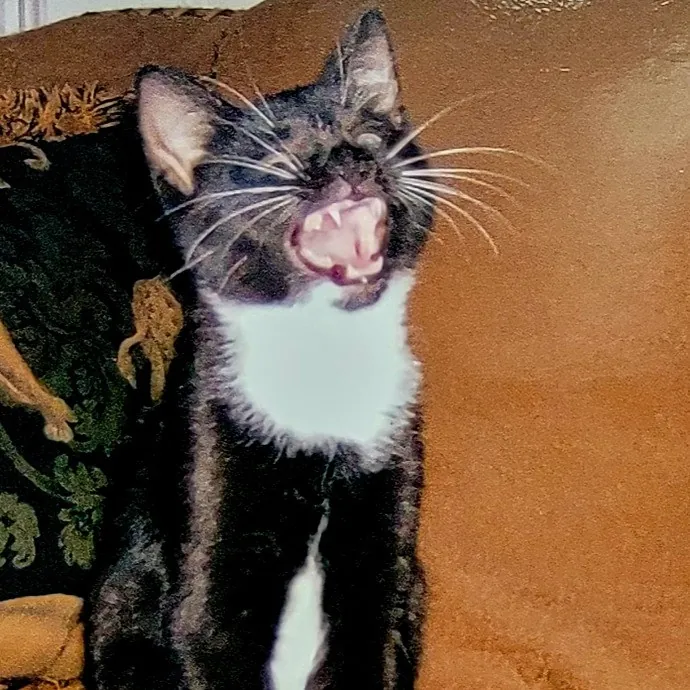 Purr-Fectly Friendly Feline Care