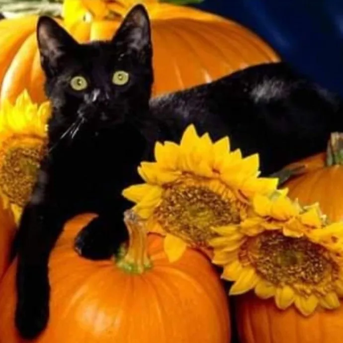 Purr-Fectly Friendly Feline Care
