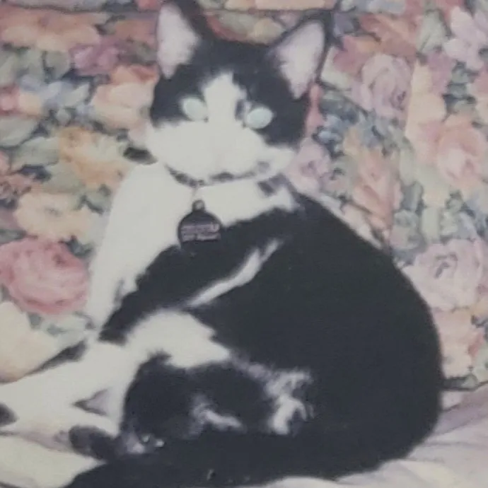 Purr-Fectly Friendly Feline Care