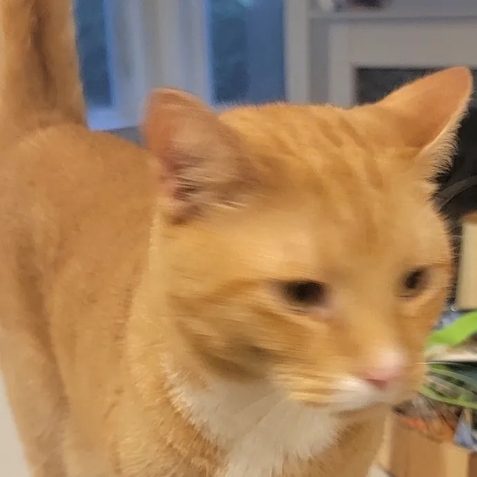 Purr-Fectly Friendly Feline Care