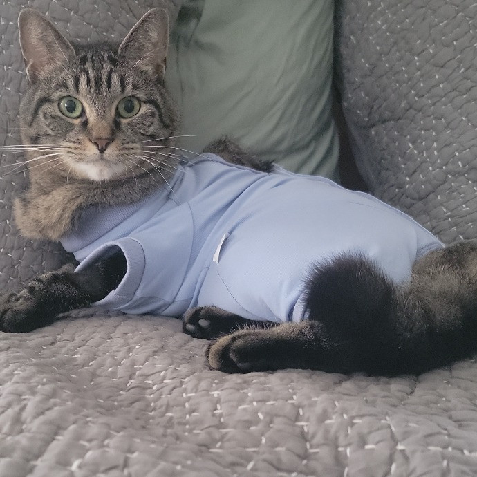 Purr-Fectly Friendly Feline Care