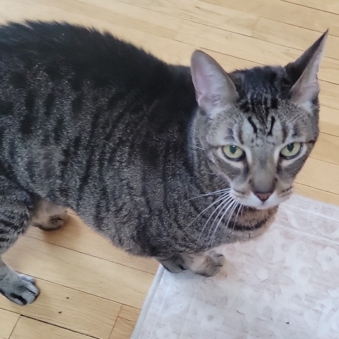 Purr-Fectly Friendly Feline Care