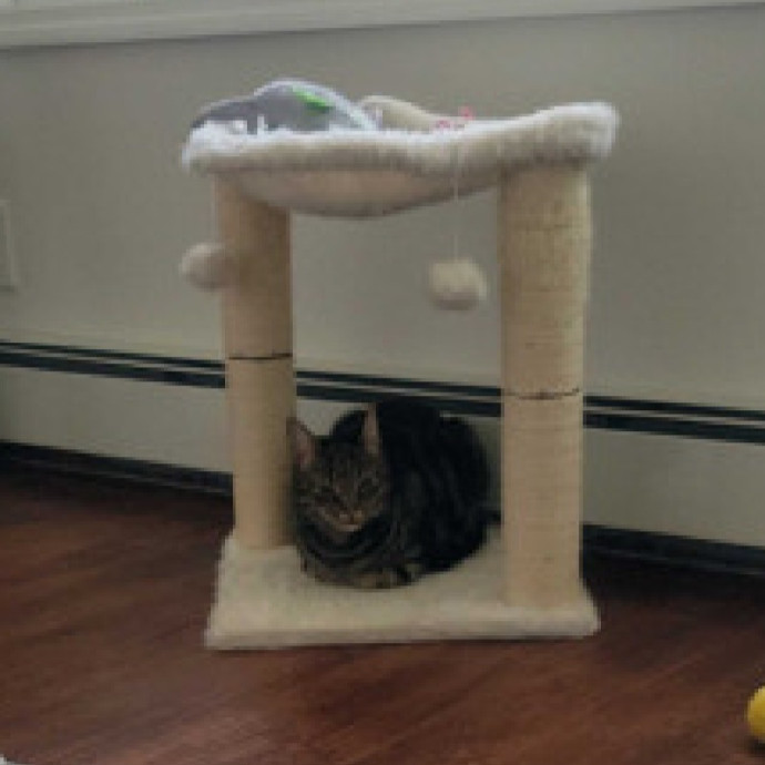 Purr-Fectly Friendly Feline Care