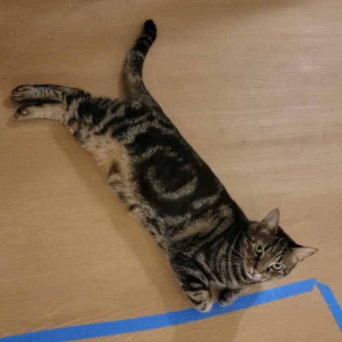 Purr-Fectly Friendly Feline Care