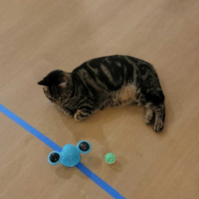 Purr-Fectly Friendly Feline Care