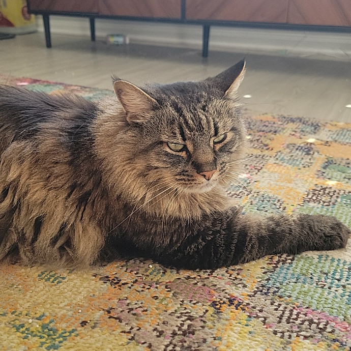 Purr-Fectly Friendly Feline Care