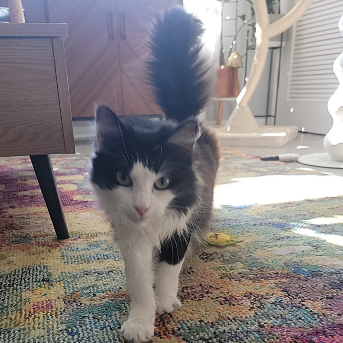 Purr-Fectly Friendly Feline Care